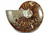 Polished Ammonite (Cleoniceras) Fossil - Madagascar #283352-1